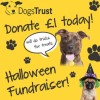 Charity Donation to Dogs Trust