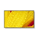 60005057 NEC ME551 55" 4K UHD  Large Format Display 